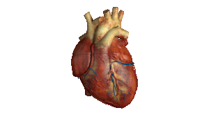 Transparent Heart